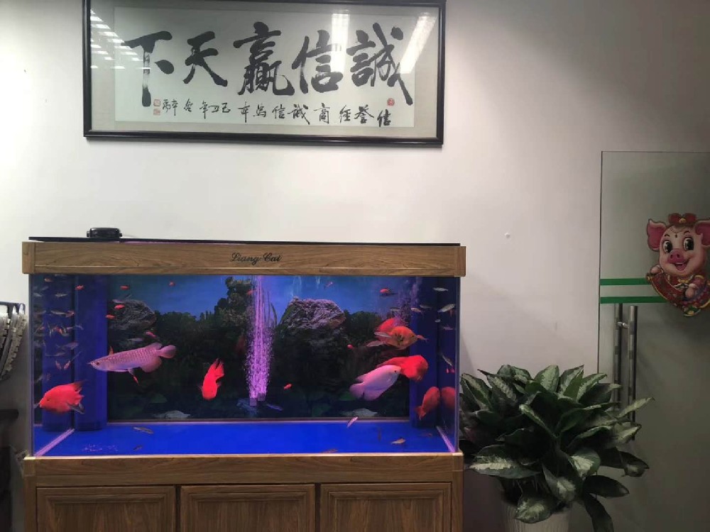 辦公室魚缸